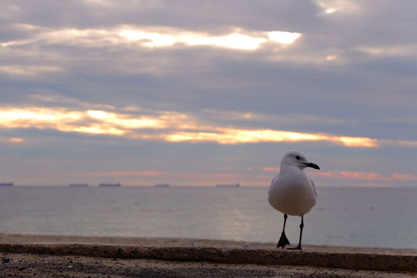 Fujifilm X-A3 + Fujifilm XC 16-50mm F3.5-5.6 OIS II sample photo. Bird, sea, beach photography