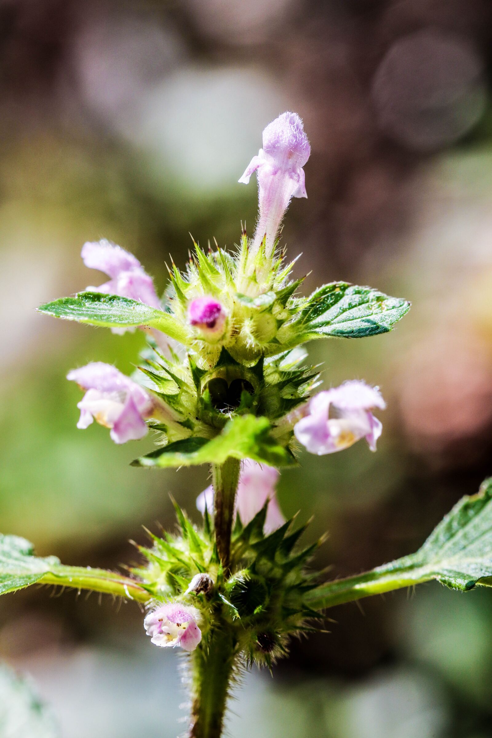 Canon EOS 7D Mark II sample photo. Flowers, wild flowers, summer photography
