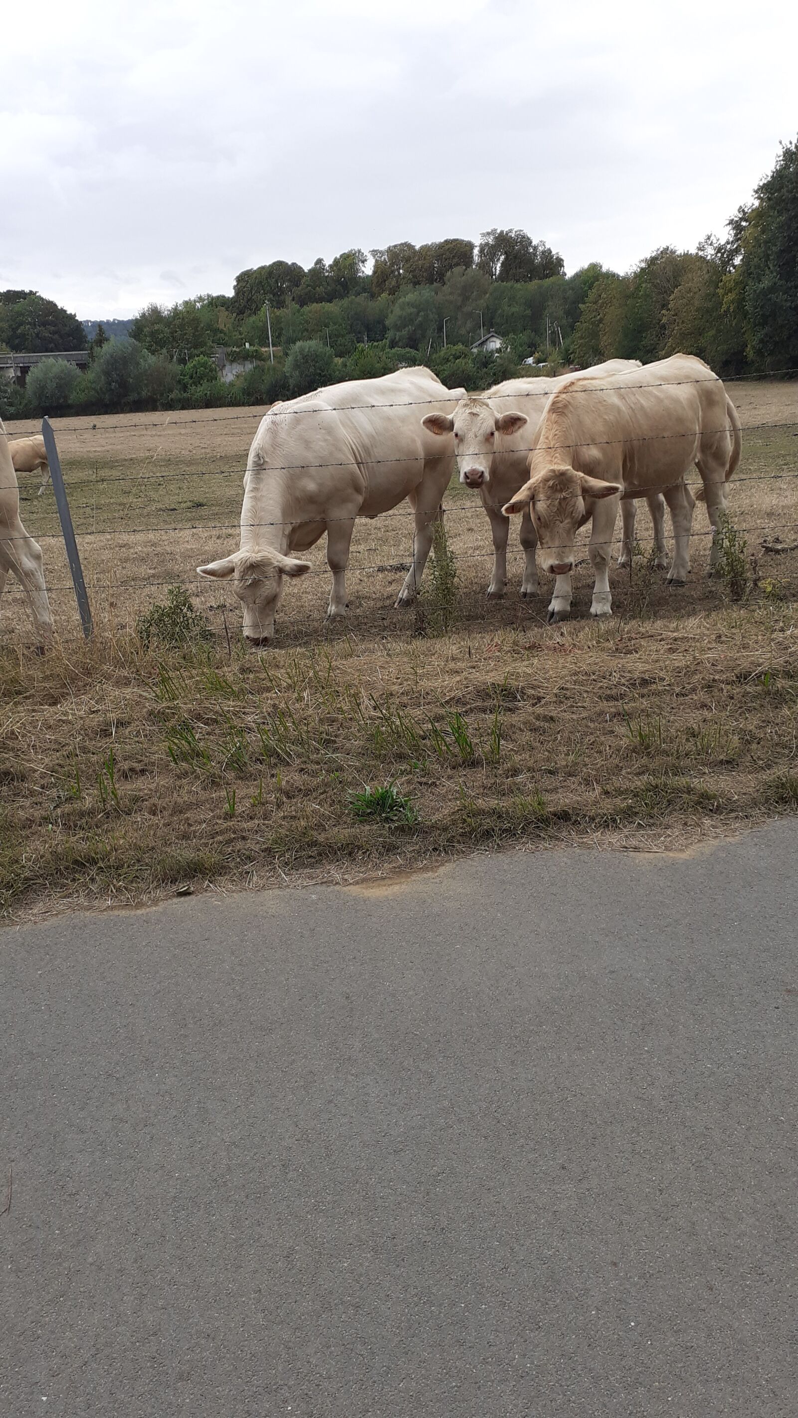 Samsung SM-A202F sample photo. Cows, nature, cow photography