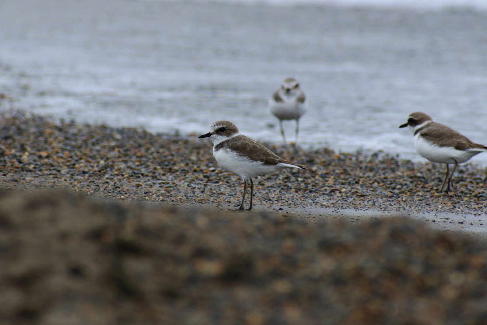 VR 70-300mm f/4.5-6.3G sample photo. Animal, sea, beach photography