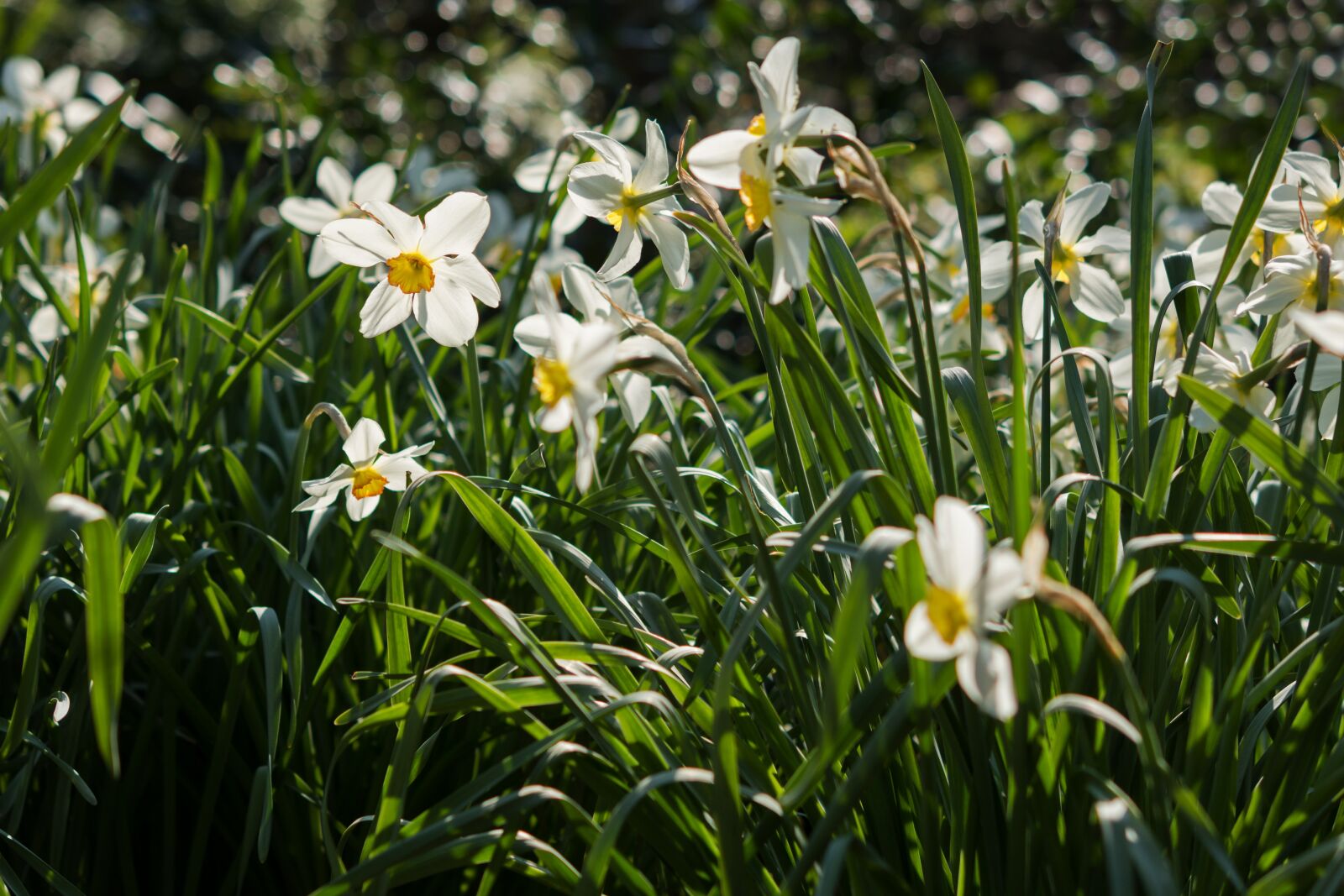 Nikon D7200 sample photo. Daffodils, flower, white photography