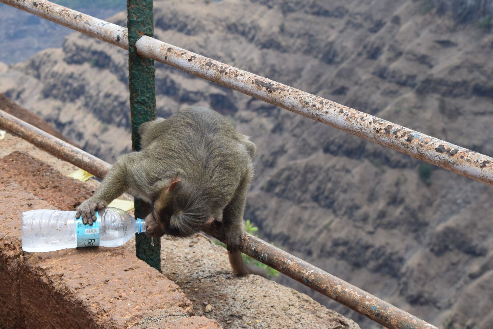 Nikon D5300 sample photo. Monkey, summer, water photography