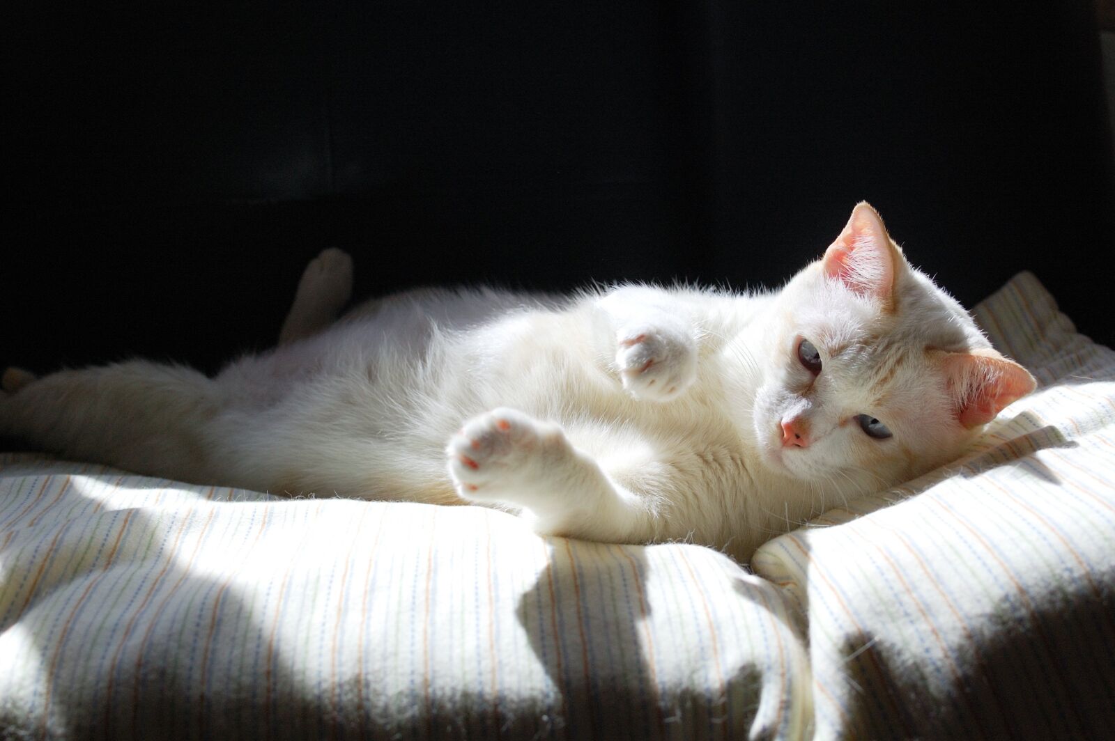Nikon D40 sample photo. Cat, white, fund photography