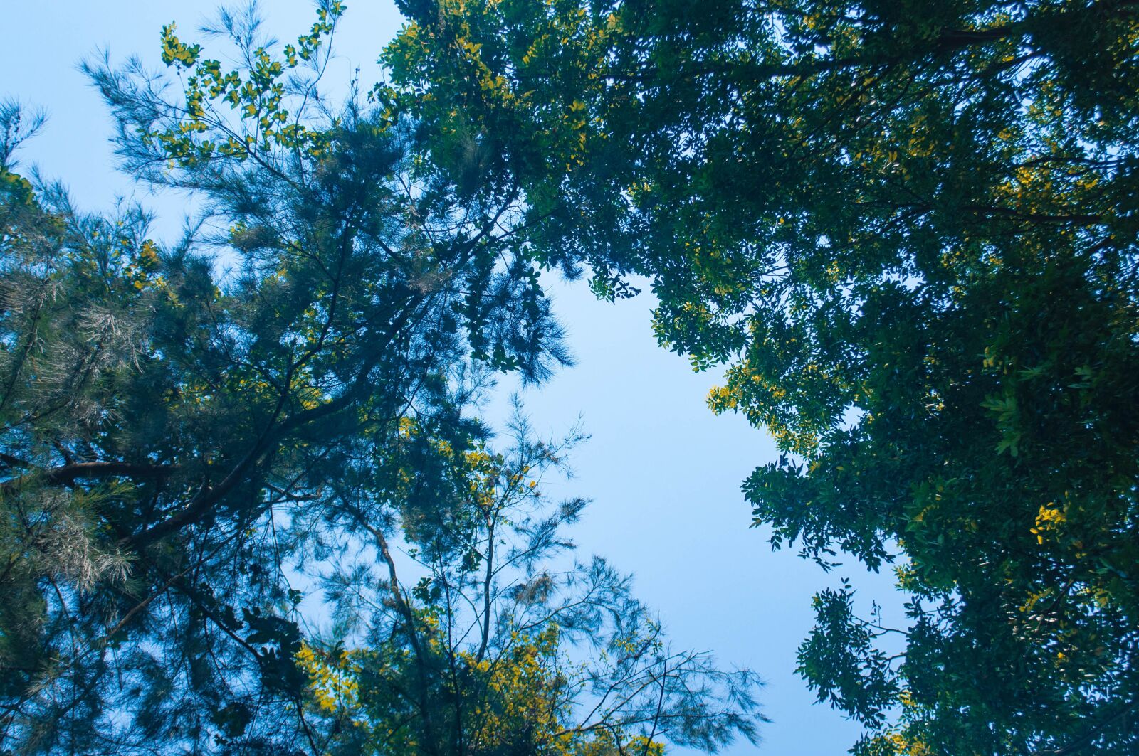 Nikon D90 sample photo. Trees, leaf, sky photography