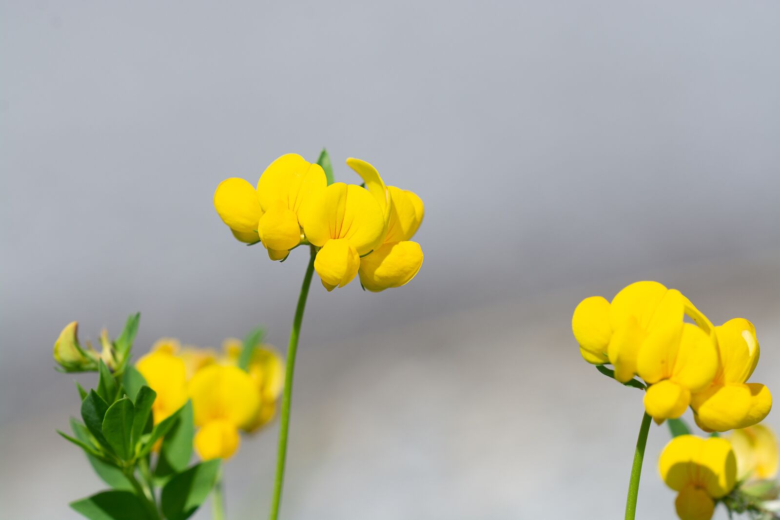 Nikon D7100 sample photo. Flowers, yellow, yellow flowers photography