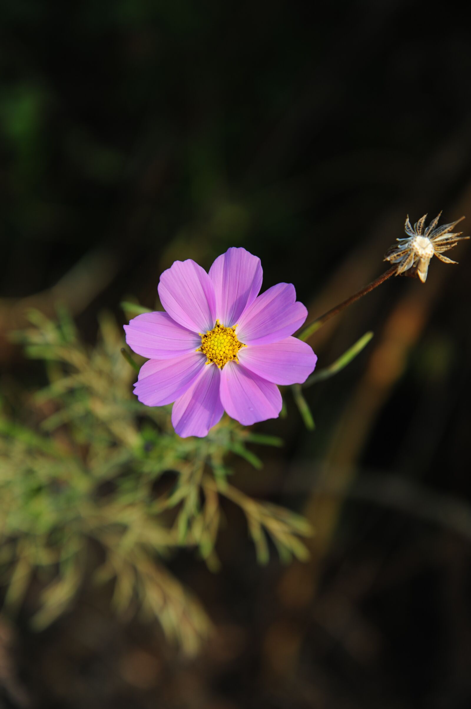 Nikon D700 sample photo. Flowers, petal, plants photography