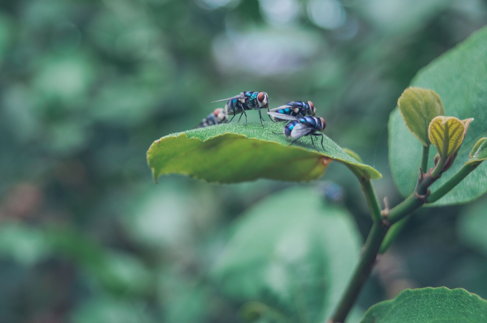 Nikon D3200 sample photo. Flies, leaf, nature photography