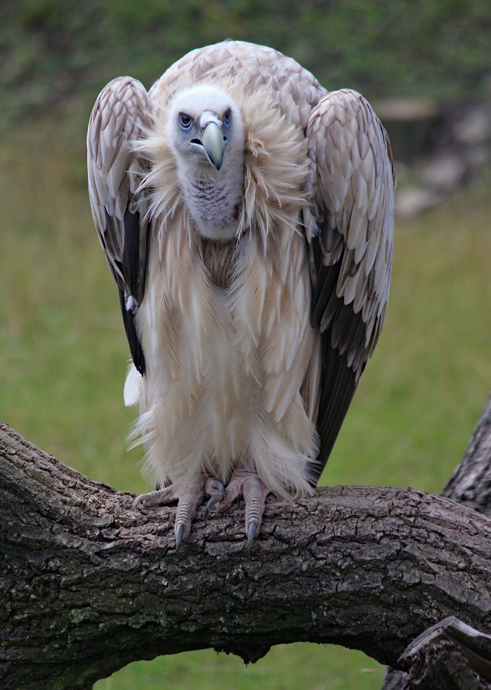 Canon EOS 550D (EOS Rebel T2i / EOS Kiss X4) sample photo. Sup, eagle, bird photography