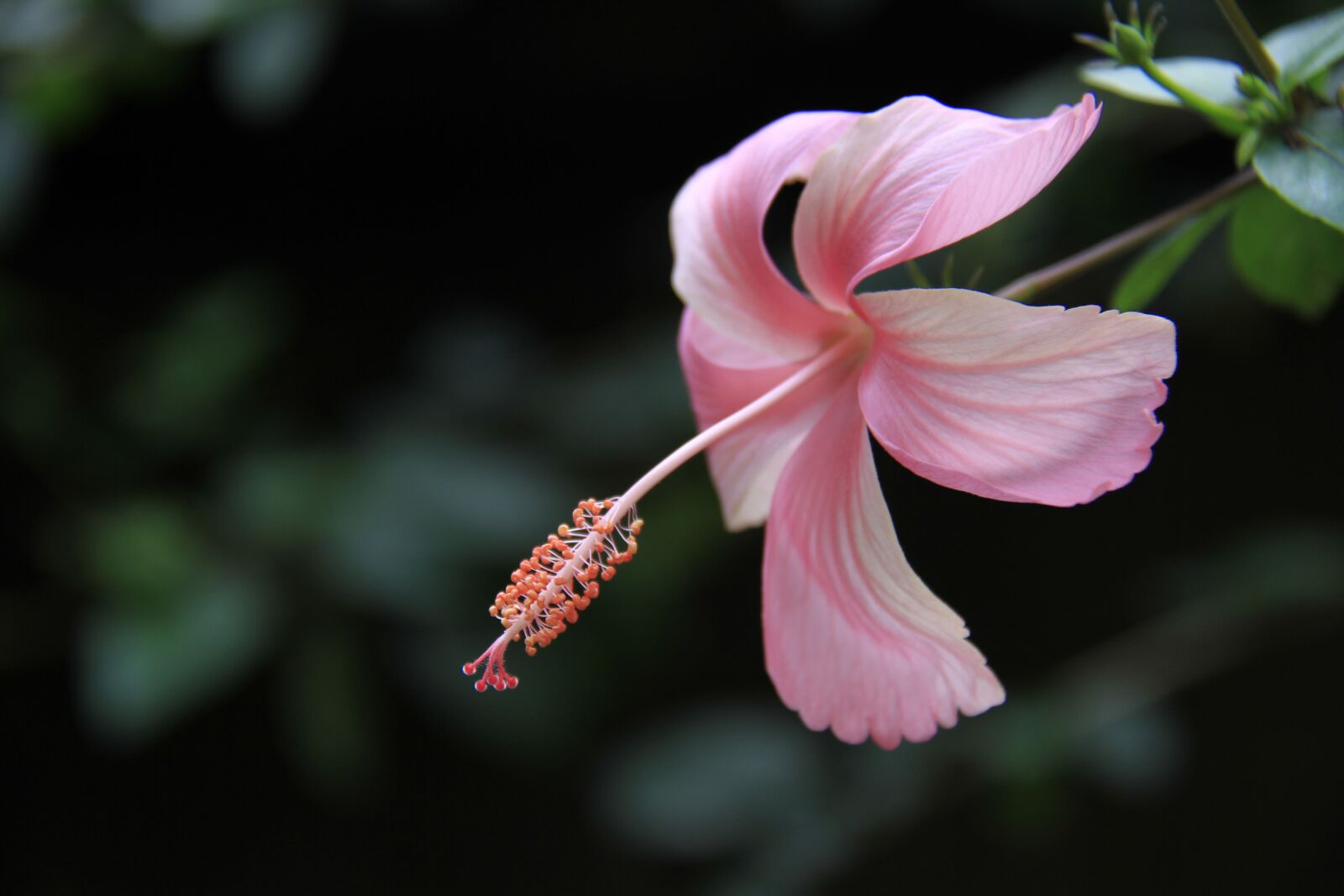 Canon EOS 7D sample photo. China rose, flower, hibiscus photography