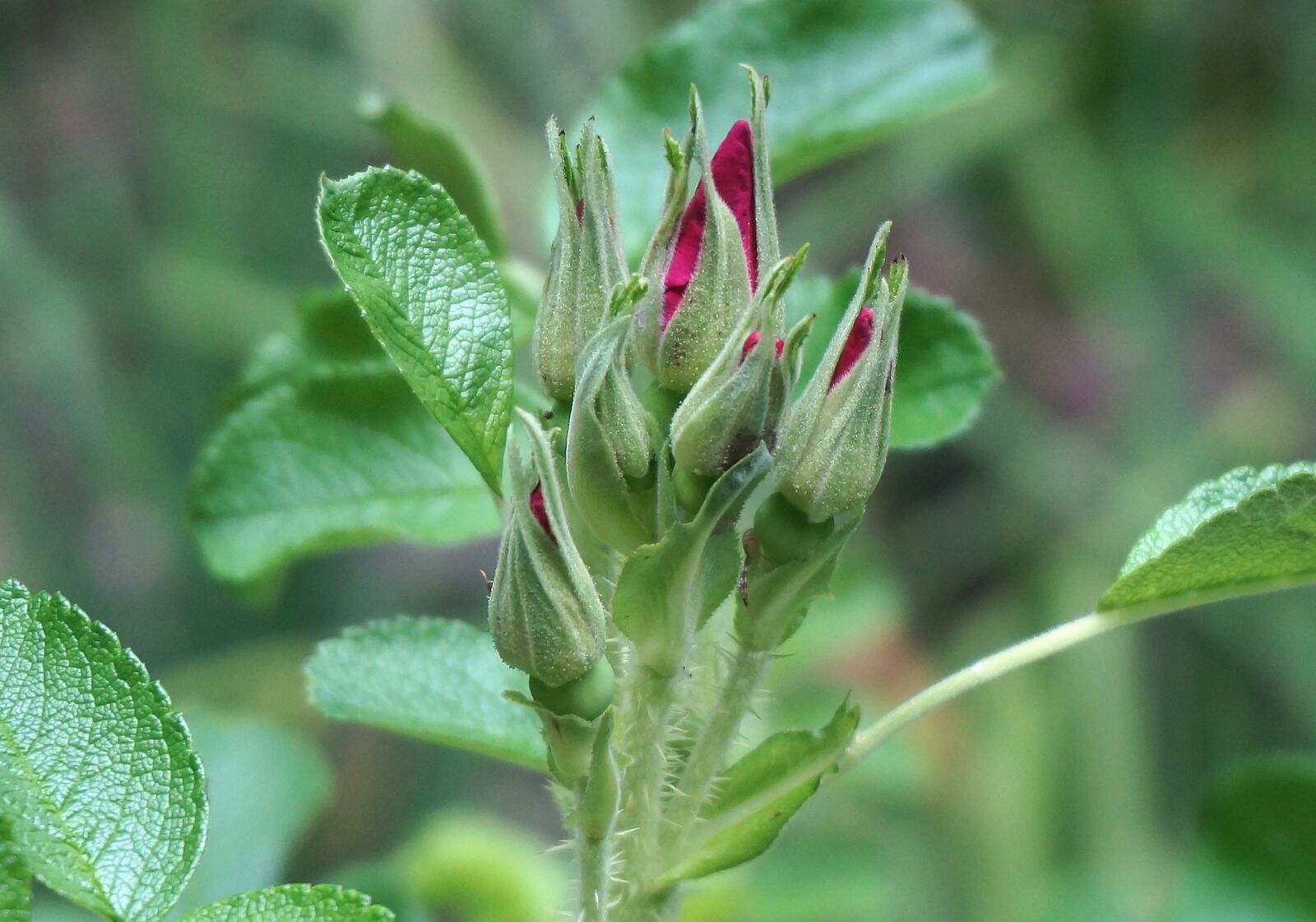 Sony Alpha NEX-5T sample photo. Rose bud cluster, rose photography