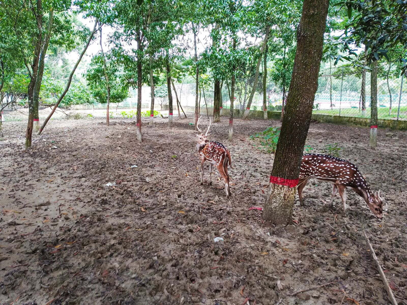 Xiaomi Mi A2 Lite sample photo. Deer, privet zoo, nature photography