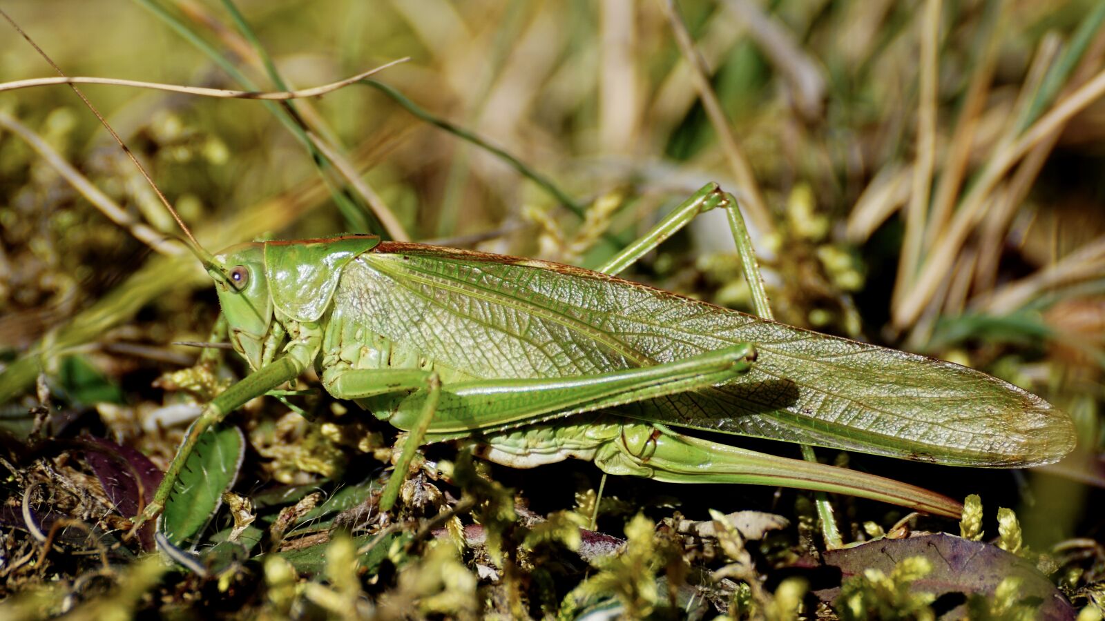 Sony DT 55-300mm F4.5-5.6 SAM sample photo. Grasshopper, insect, flight insect photography
