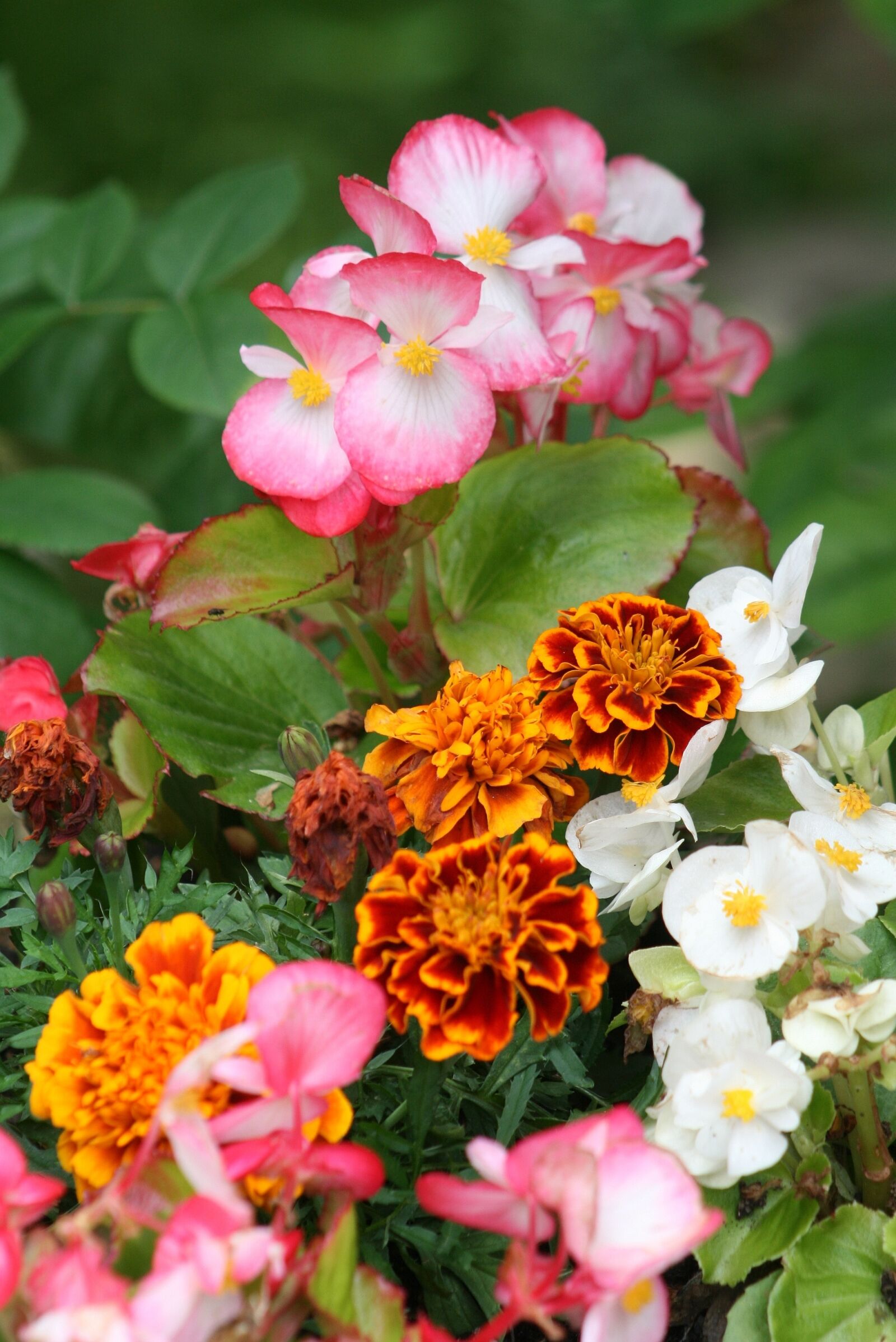 Canon EOS 400D (EOS Digital Rebel XTi / EOS Kiss Digital X) sample photo. Garden, tagetes, flower photography
