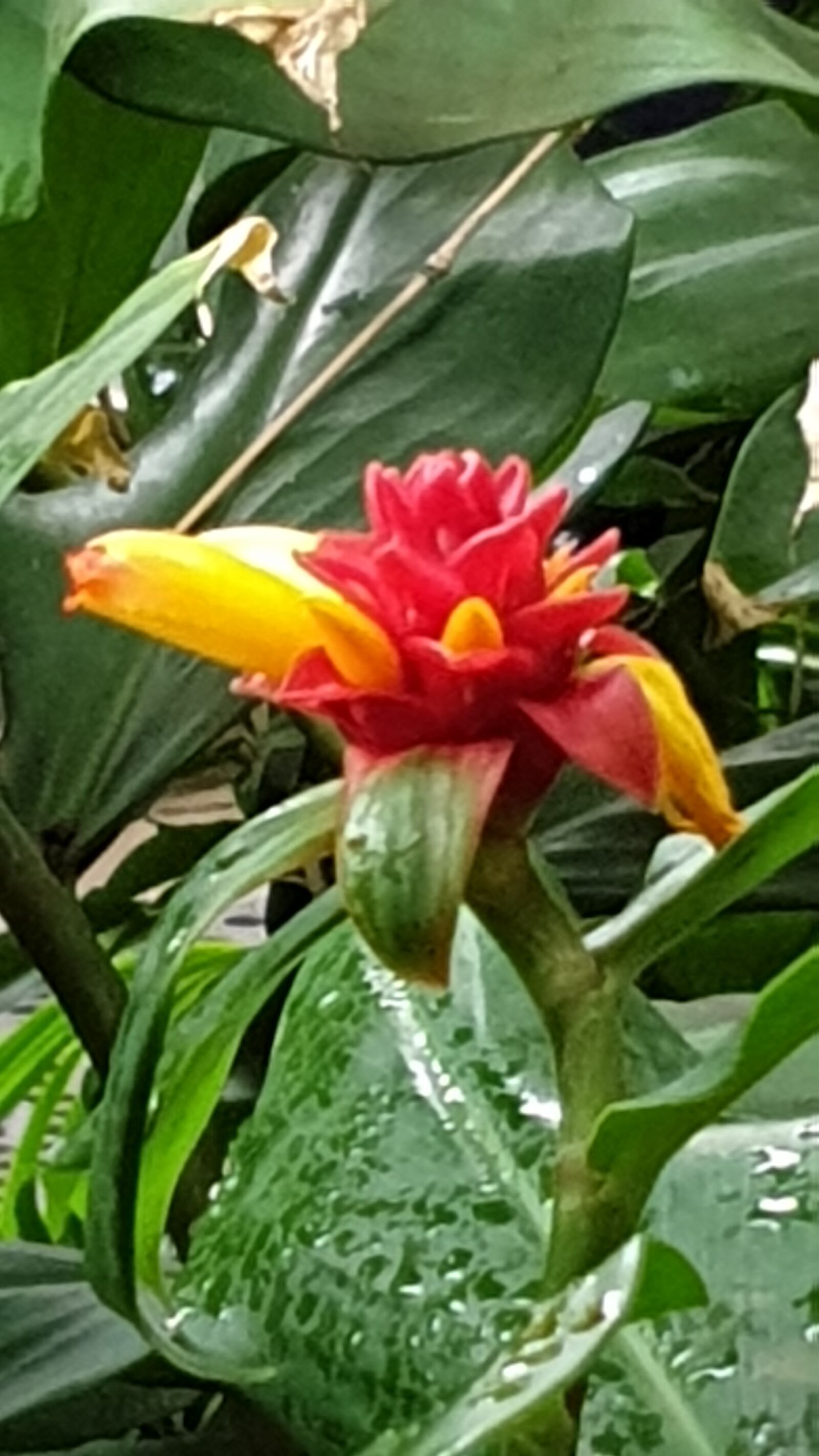 Samsung SM-G965F sample photo. Flower, fauna, nature photography