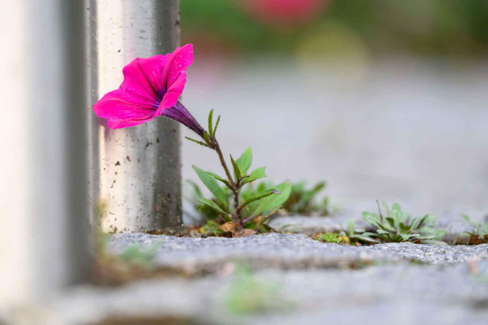 Nikon Z8 sample photo. Bokeh flower photography