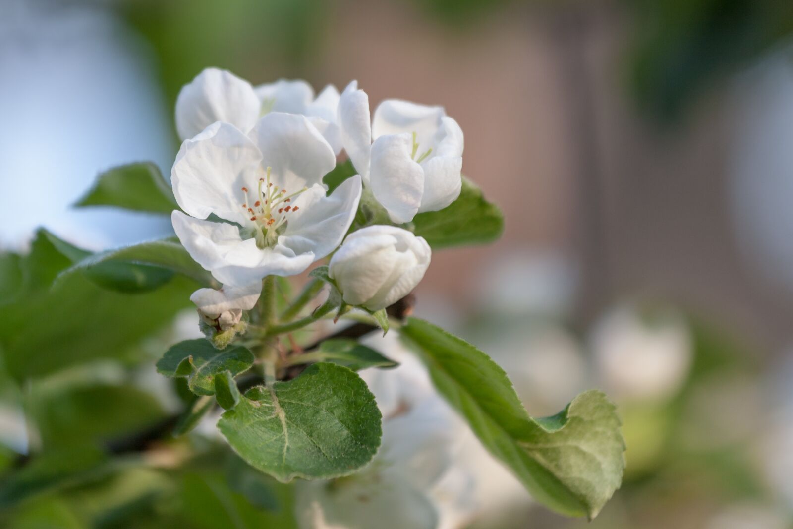 Canon EOS 5D Mark II + Canon EF 70-200mm F4L IS USM sample photo. Flower, spring, apple tree photography