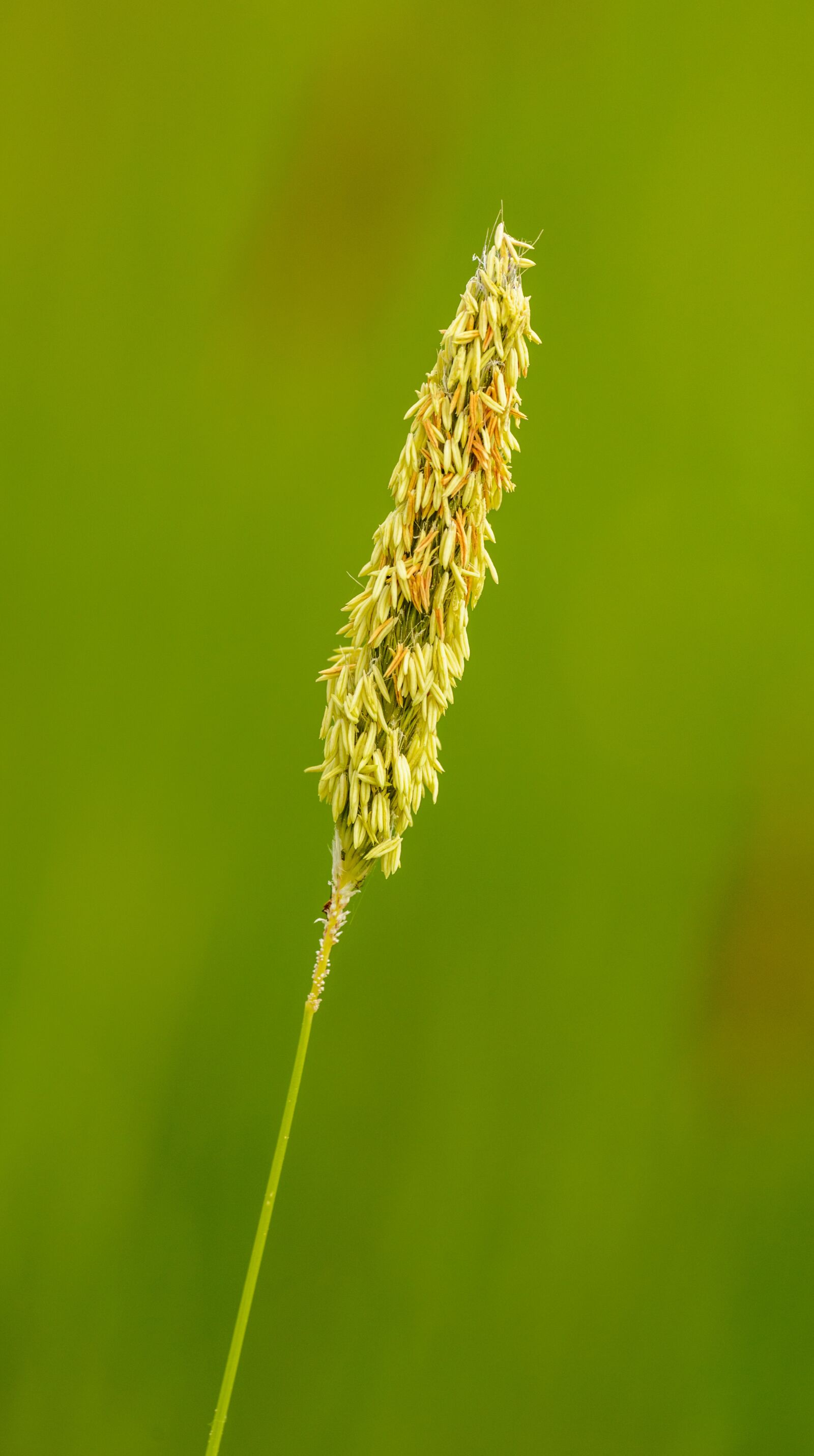 Nikon D800E sample photo. Grass, inflorescence, psárka photography