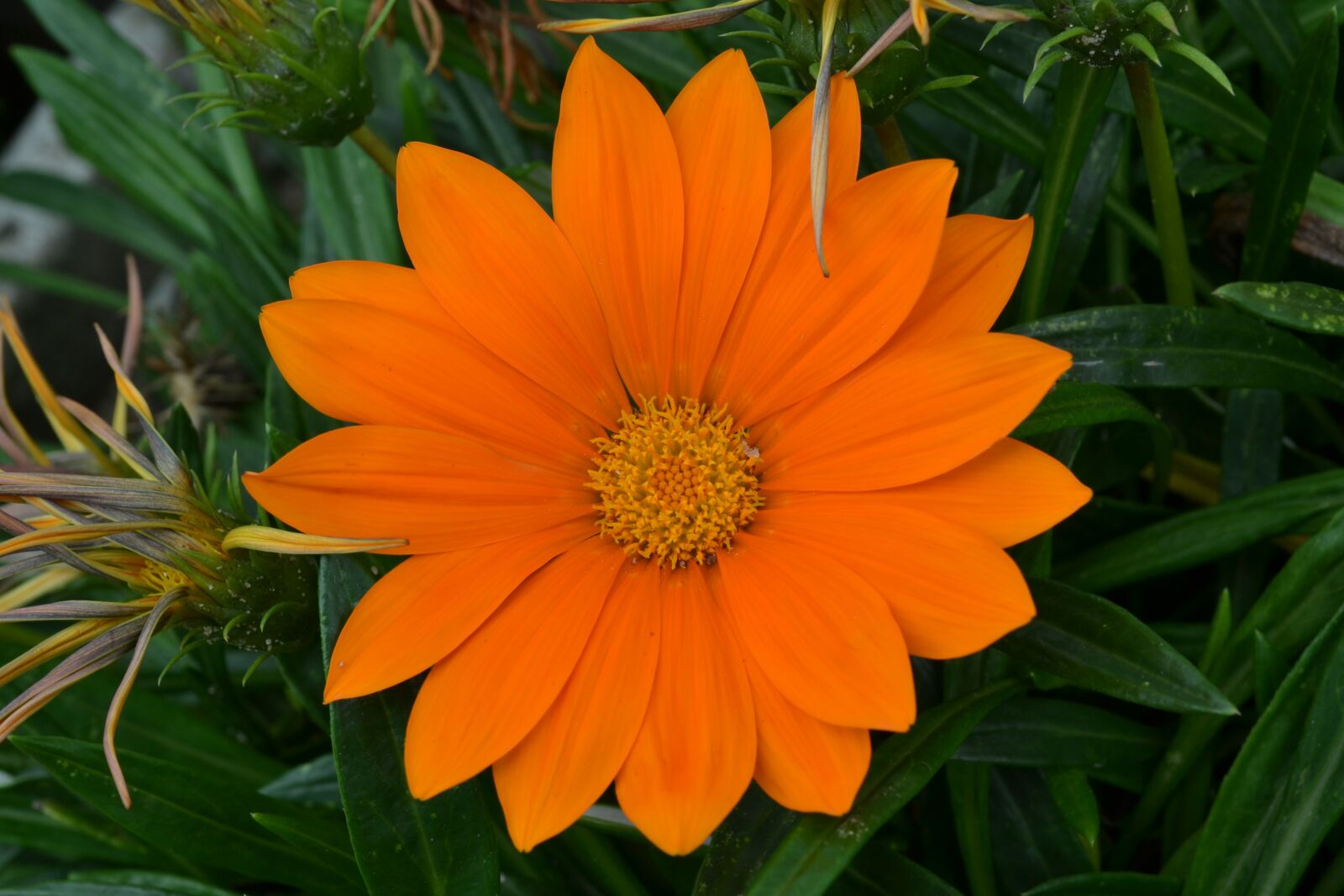 Nikon D3100 sample photo. Orange daisy, flower, margaret photography