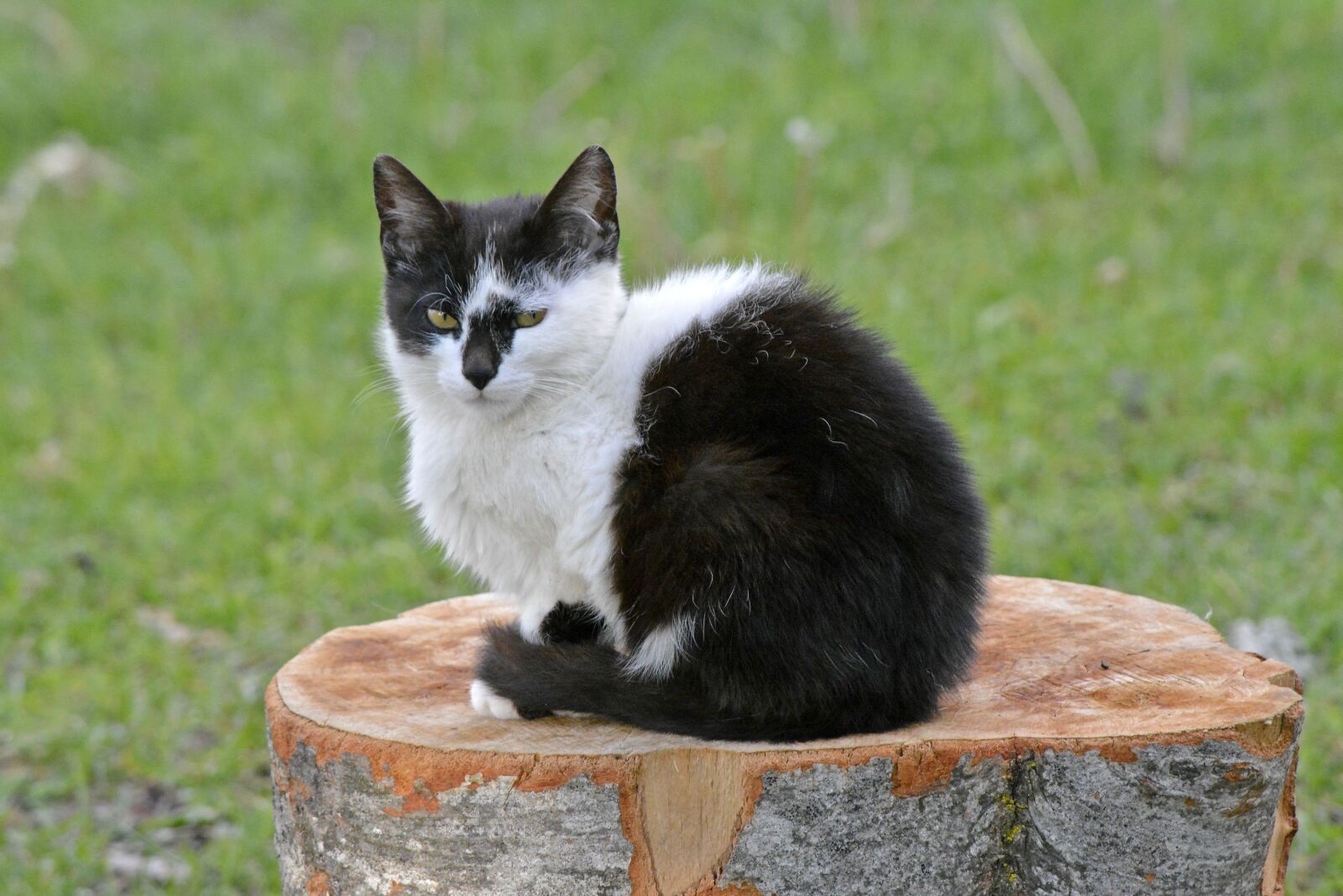 Nikon D5200 sample photo. Cat, pet, kitten photography