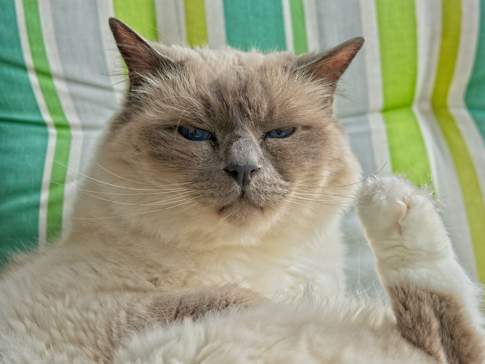 Nikon D7100 sample photo. Cat, portrait, face photography