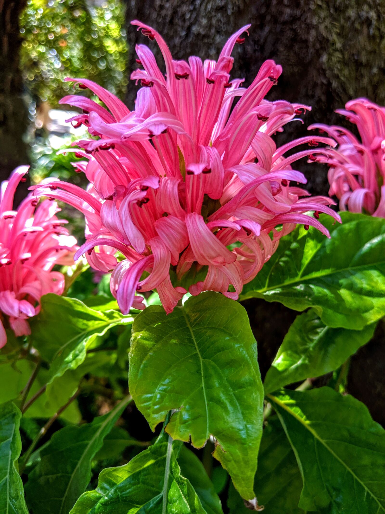 Google Pixel 3 XL sample photo. Flower, tropical, pink photography