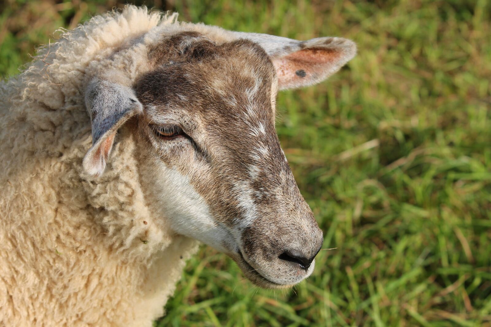 Canon EOS 1100D (EOS Rebel T3 / EOS Kiss X50) sample photo. Sheep, portrait, sheepshead photography