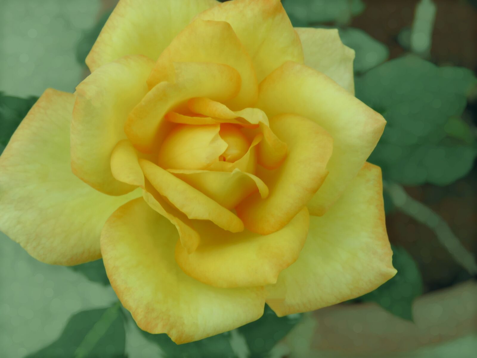 Canon PowerShot SX60 HS sample photo. Yellow rose, rose, rose photography