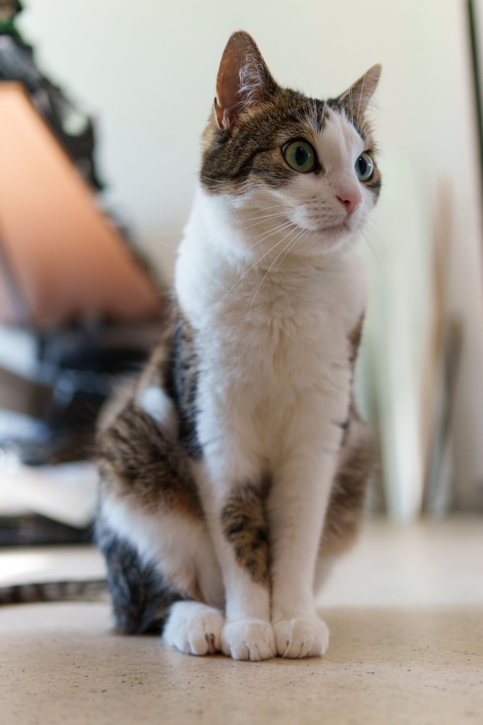 Sony a7R V sample photo. Cat waiting photography