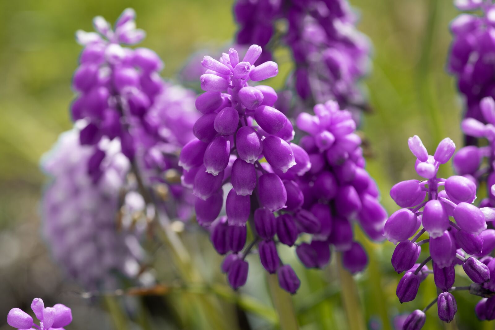 Nikon D750 sample photo. Grape hyacinth, flowers, bloom photography