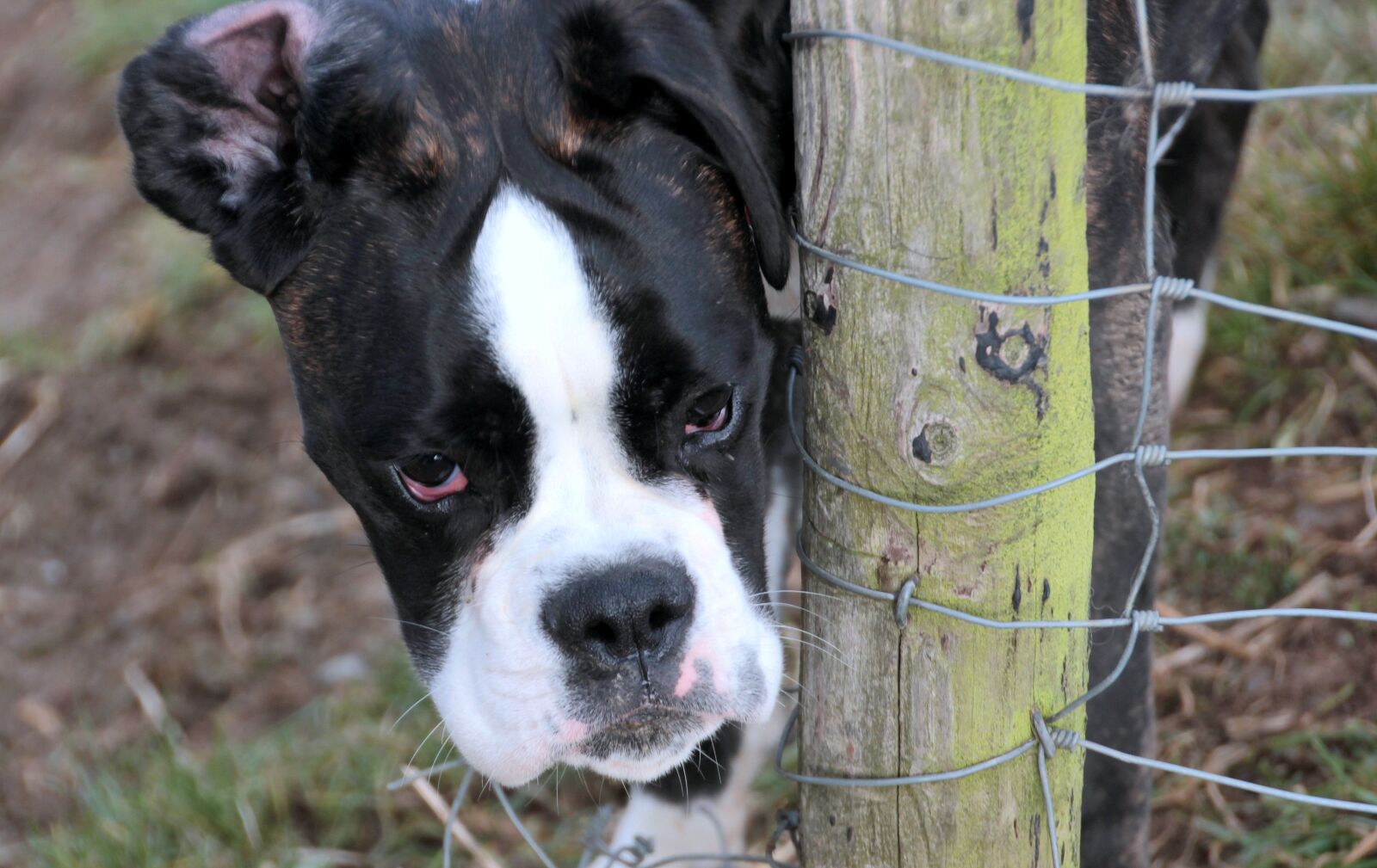 Canon EOS 650D (EOS Rebel T4i / EOS Kiss X6i) sample photo. Dog, boxer, pet photography