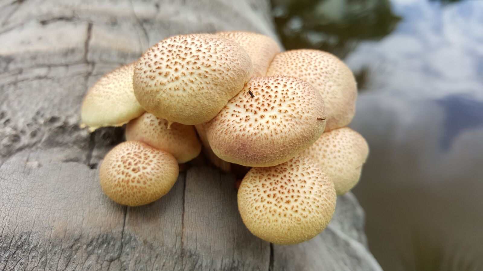 Samsung Galaxy Note5 sample photo. Wild, mushroom, organic photography