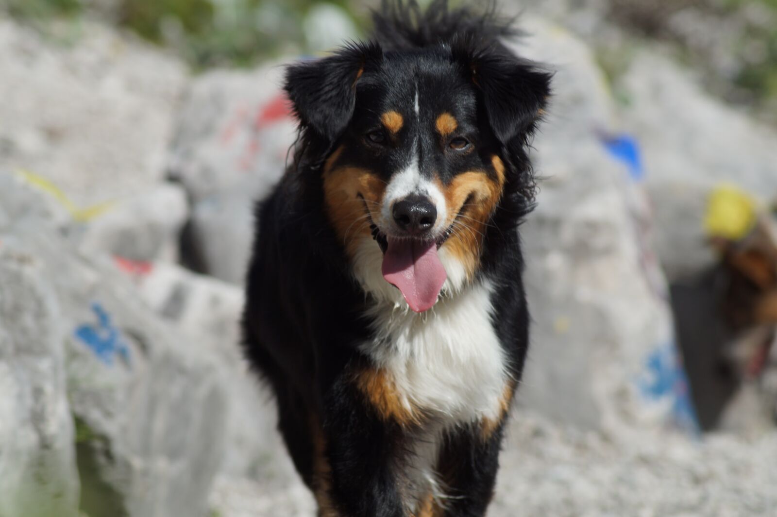 Sony SLT-A58 sample photo. Dog, hybrid, sweet photography