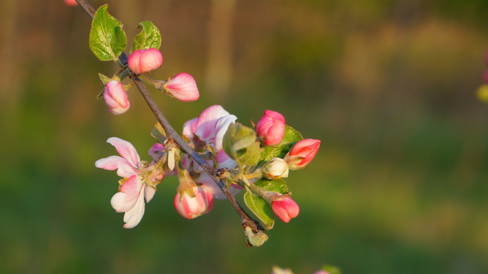 Sony Alpha a3000 + Sony E 18-55mm F3.5-5.6 OSS sample photo. Nature, plants, sprig photography