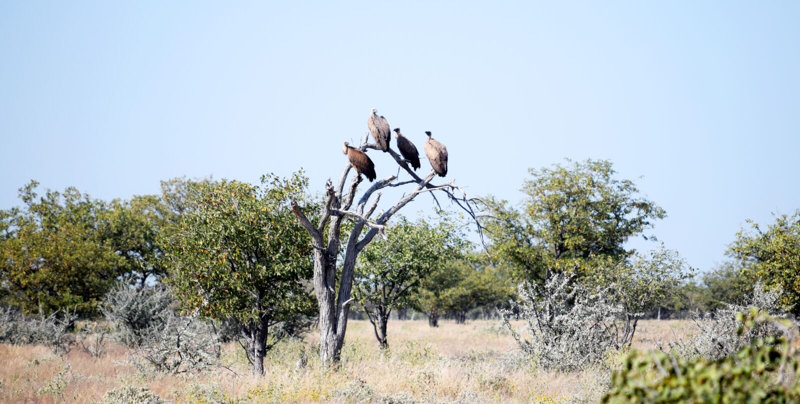 Nikon D5300 sample photo. Vultures, birds, scavenger photography