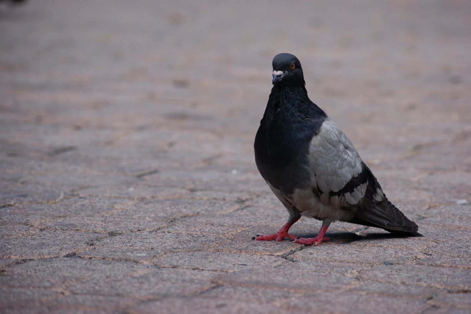 Sony Alpha DSLR-A380 sample photo. Paloma, ave, feathers photography