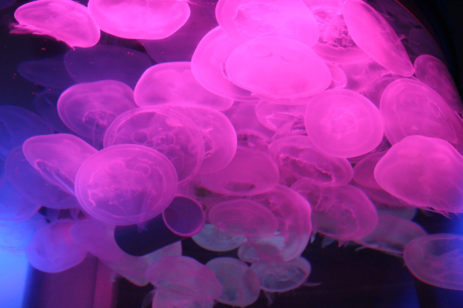 Canon EOS 700D (EOS Rebel T5i / EOS Kiss X7i) sample photo. Colorful, fish, jelly, jellyfish photography