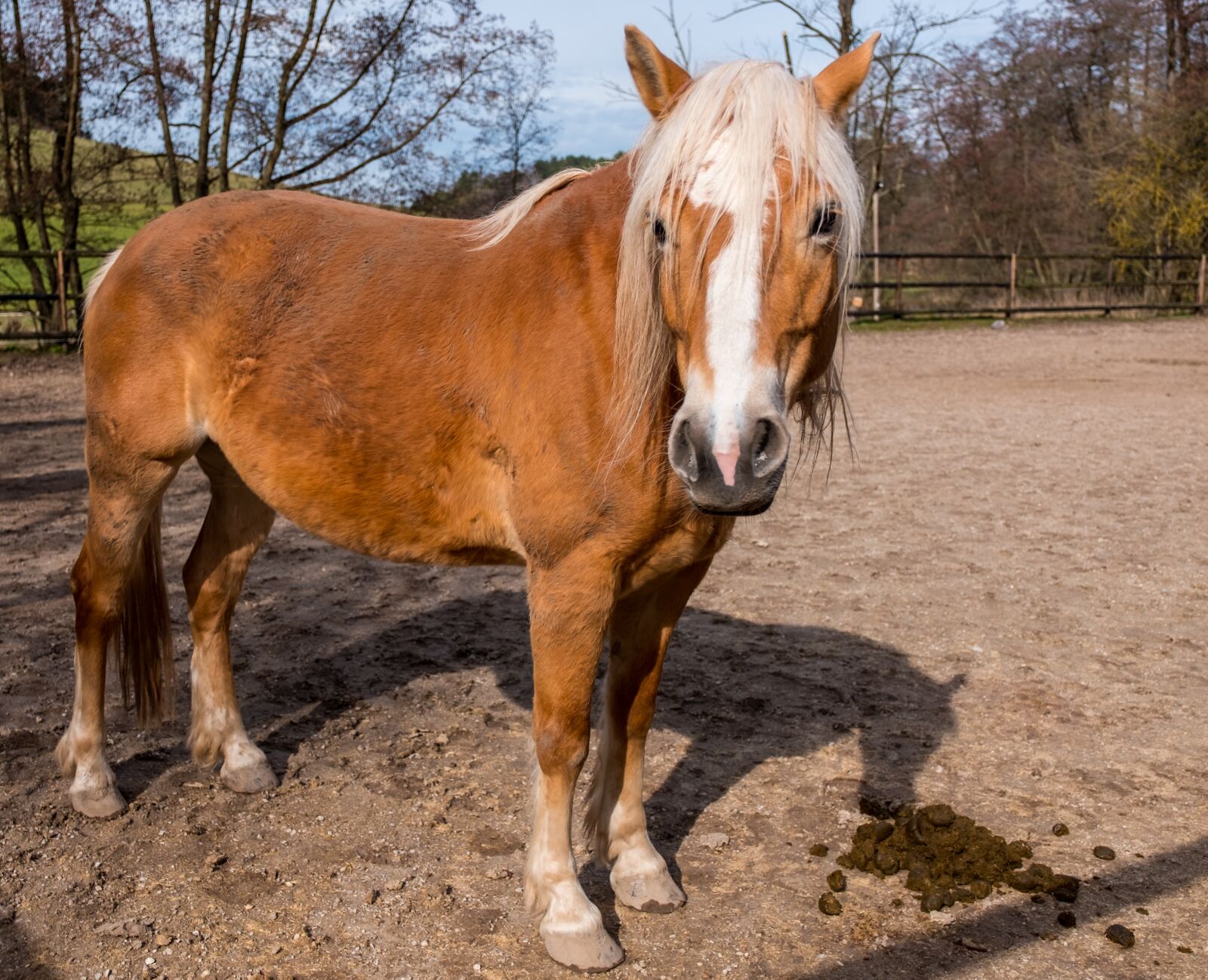 Fujifilm X-T2 sample photo. Mammal, horse, farm photography