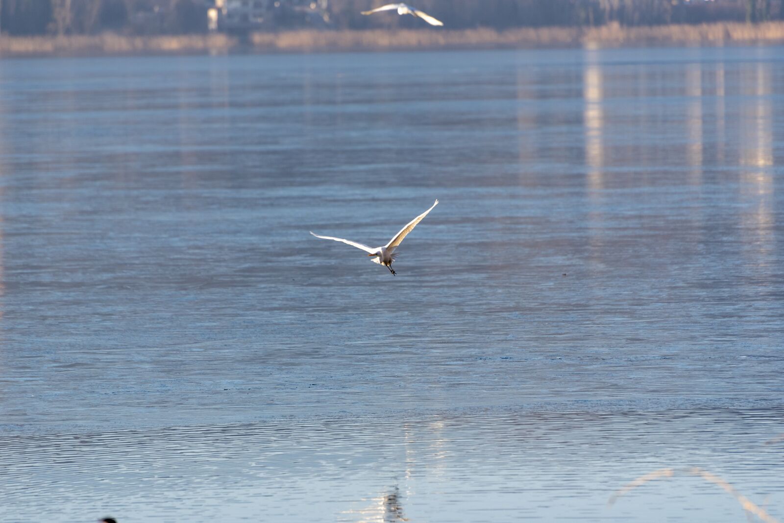 Nikon D750 sample photo. Ice, frozen, birds photography