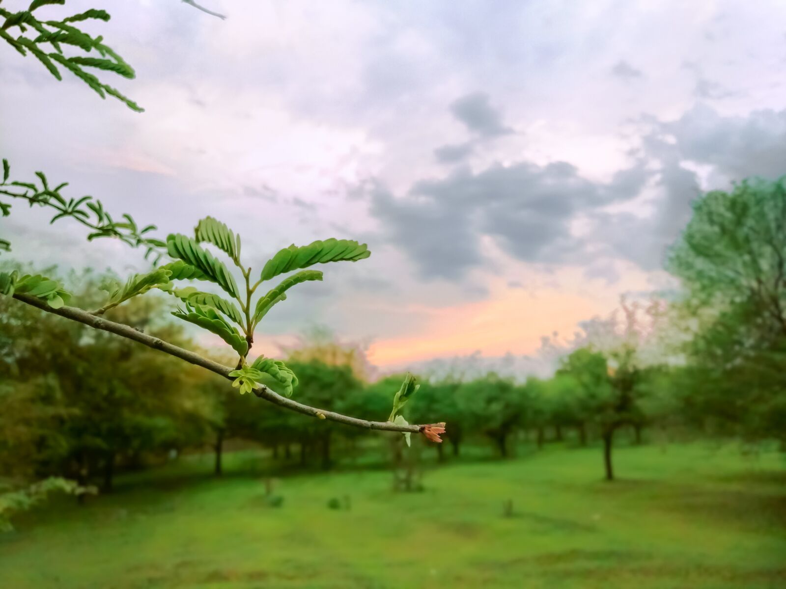 HUAWEI Honor 8x sample photo. Morning, evening, nature photography