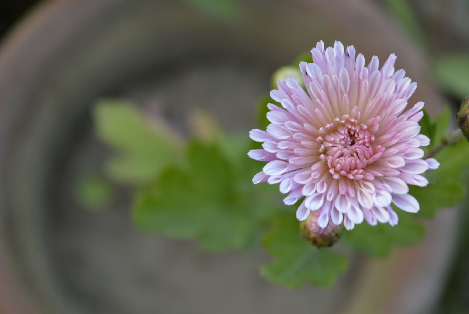 Nikon D5200 sample photo. Close up flower, flower photography