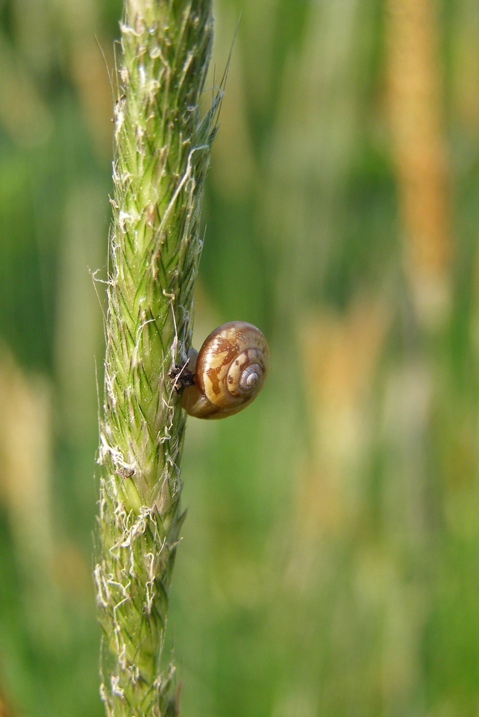 Olympus SP500UZ sample photo. Snail, grass, meadow photography