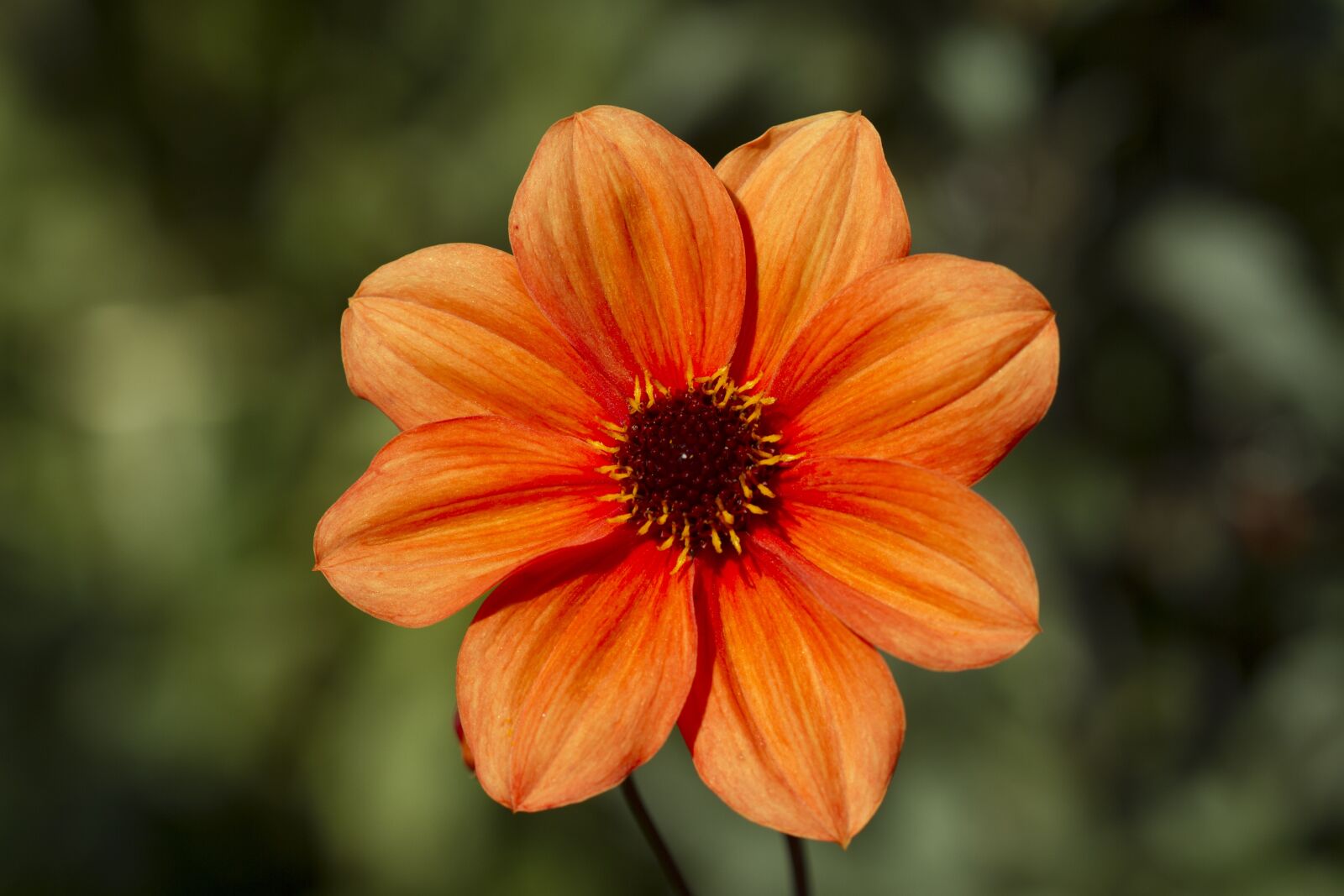 Canon EOS 7D sample photo. Dahlia, blossom, bloom photography
