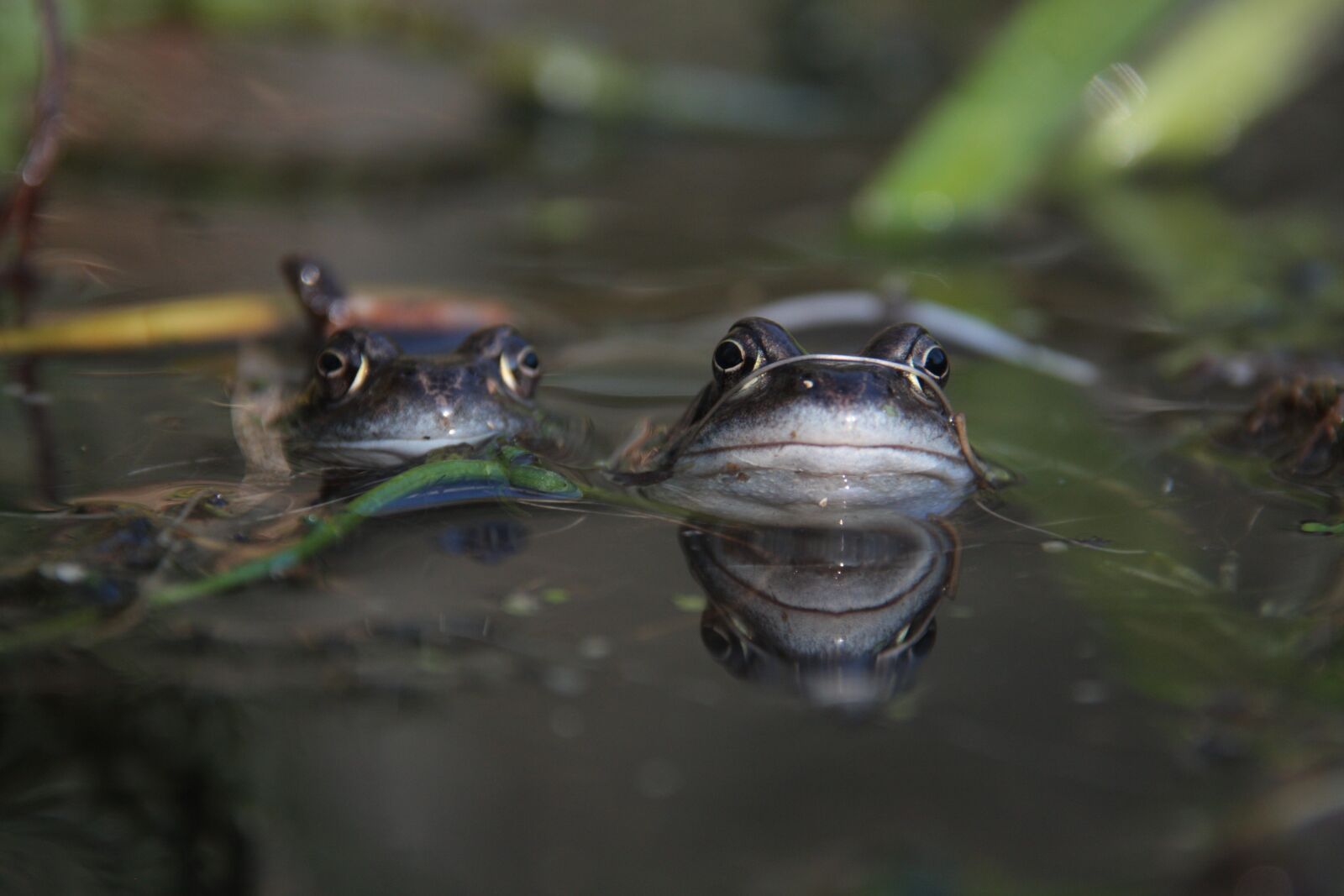 Canon EOS 450D (EOS Rebel XSi / EOS Kiss X2) sample photo. Frog, pond, nature photography