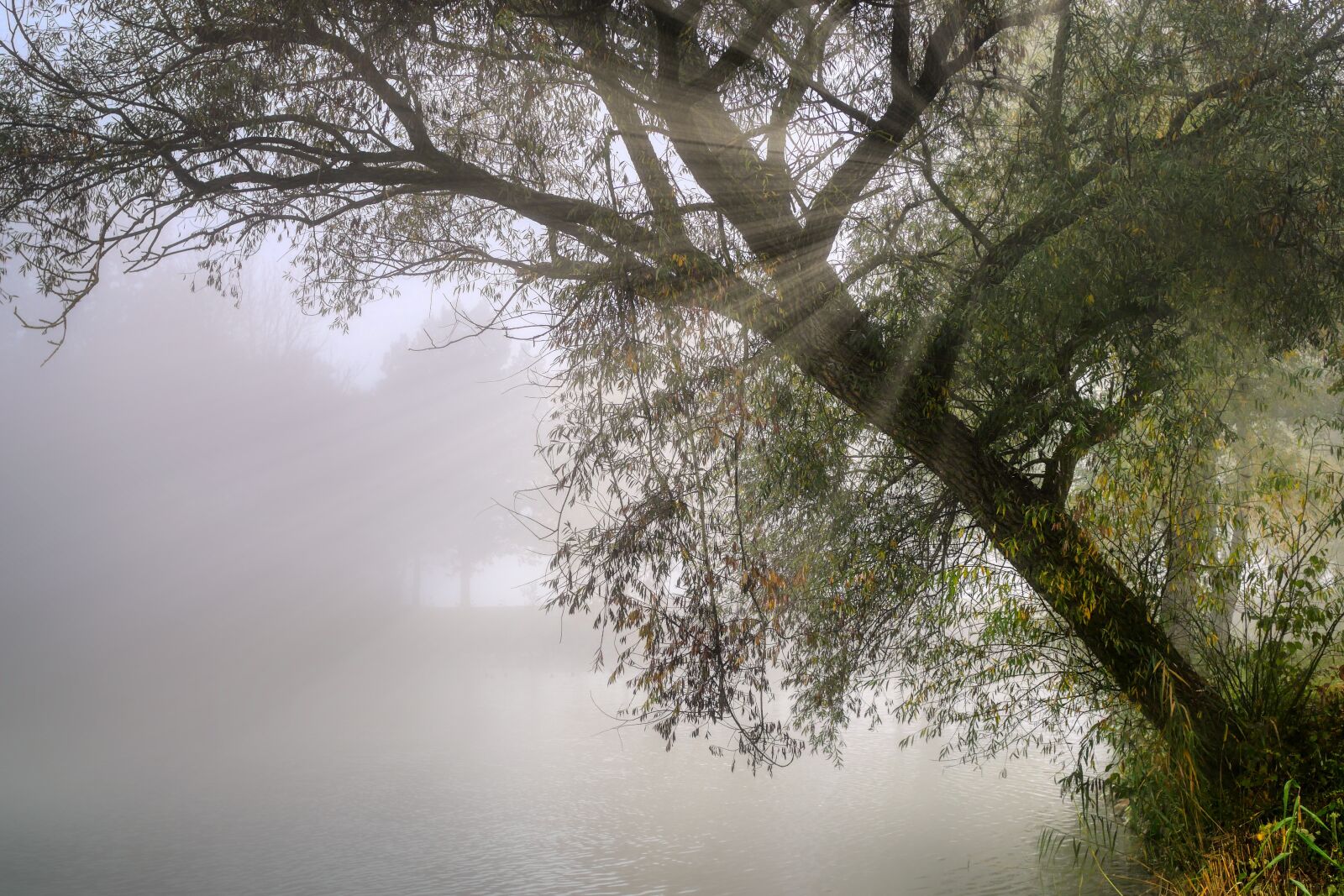 Panasonic Lumix DC-G90 (Lumix DC-G91) sample photo. Fog, tree, lake photography
