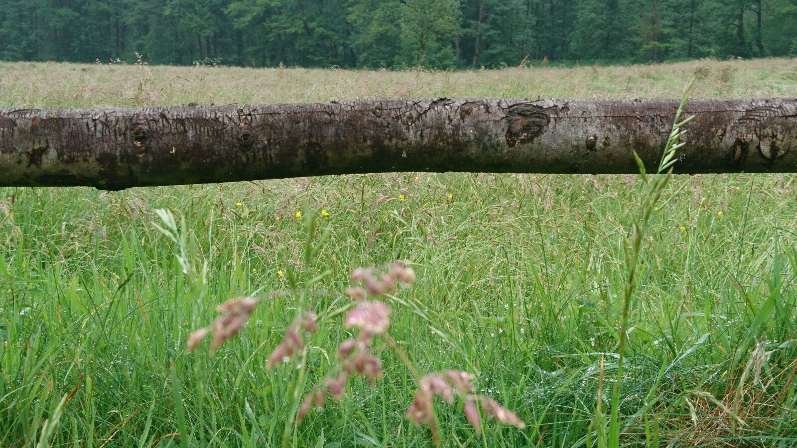 Sony Xperia X sample photo. Meadow, bar, wood photography