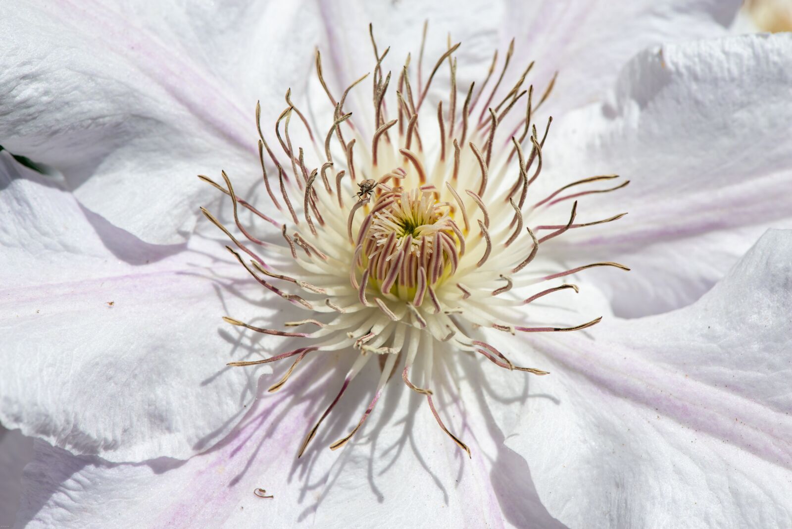 Nikon D800 sample photo. Clematis, flower, bloom photography