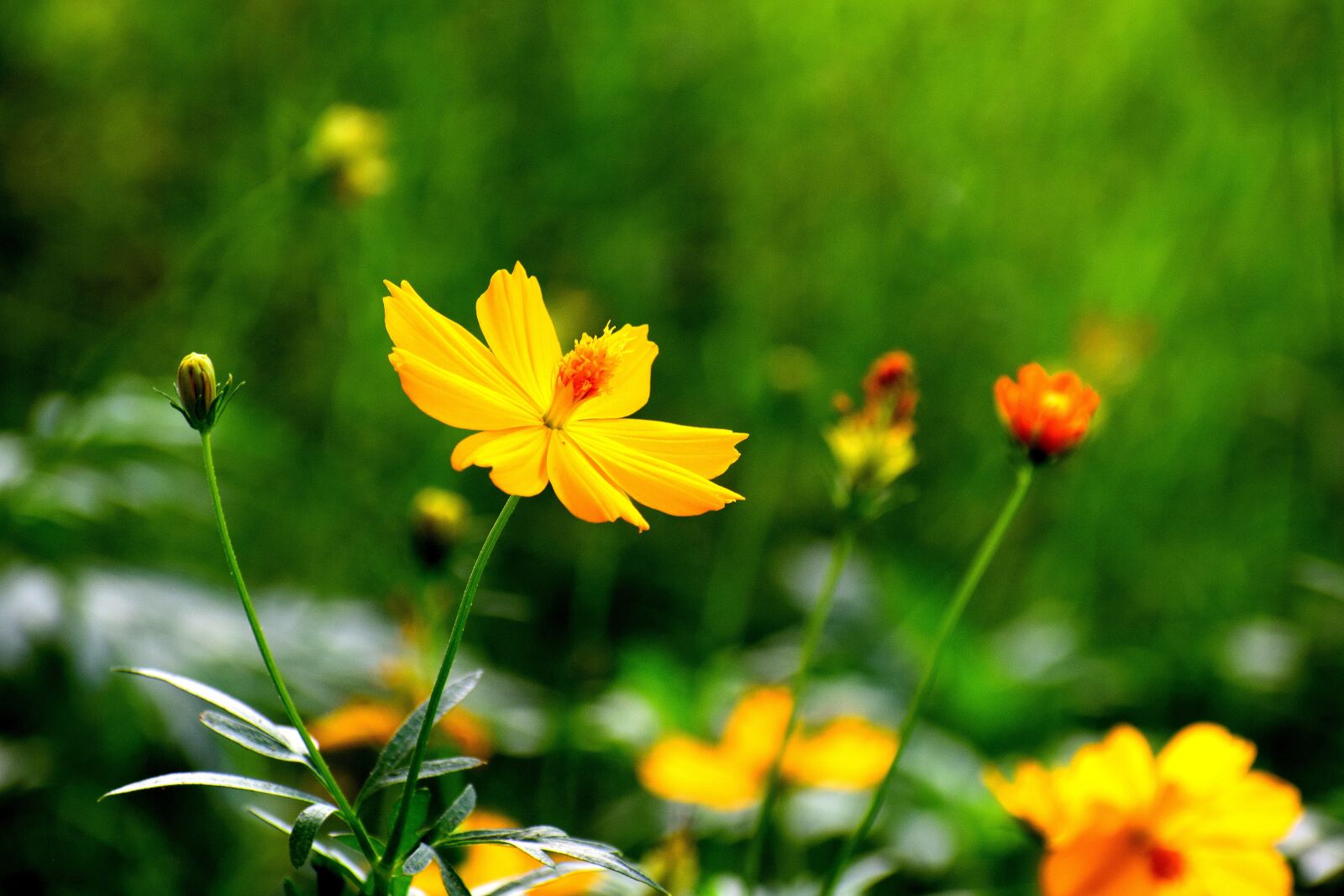 Nikon D3300 sample photo. Flowers, nature, floral photography