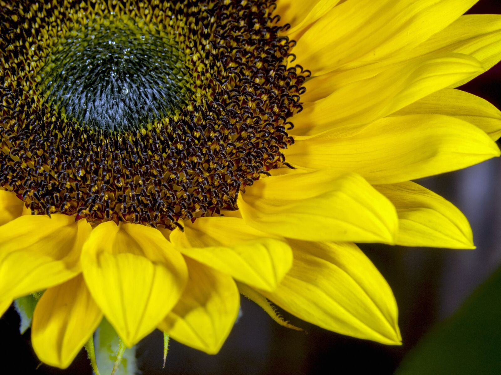 OLYMPUS 35mm Lens sample photo. Sunflower, nature, yellow photography