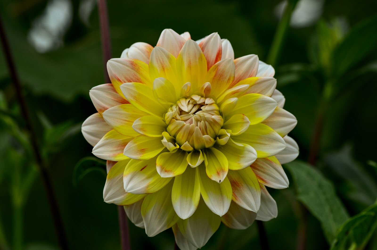 Nikon D7000 sample photo. Raghavendra, garden, nature photography