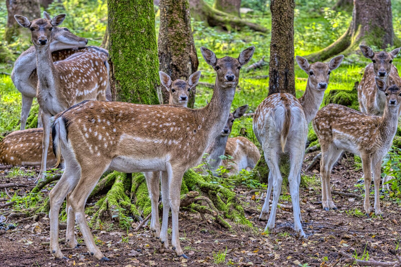 Nikon D7500 sample photo. Fallow deer, deer, animals photography
